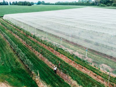 Berrylicious Fruit Farm: A slice of netted paradise